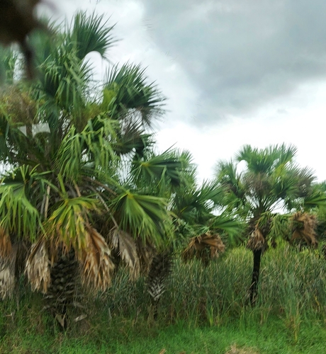 Sabal gretherae