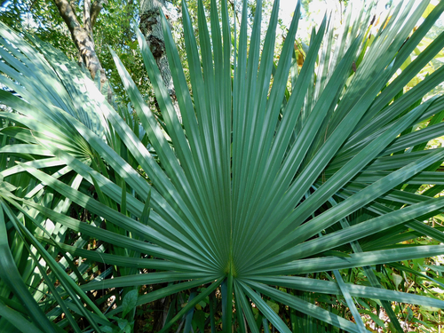 Sabal minor