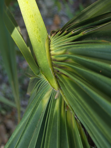 Sabal minor