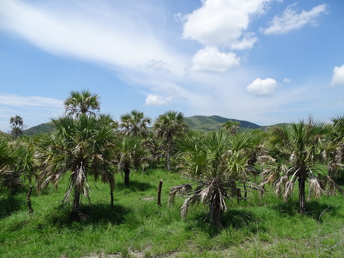 Sabal pumos