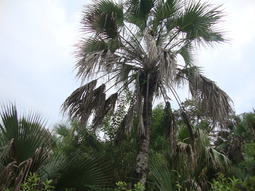Sabal pumos