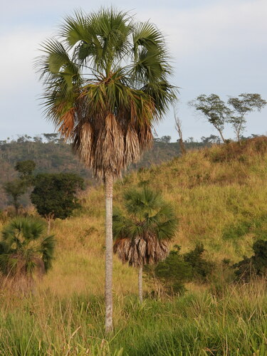 Sabal rosei