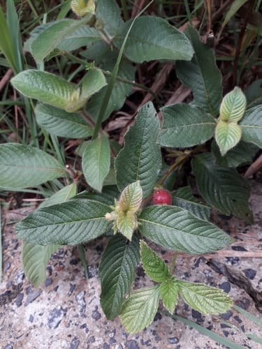 Sabicea amazonensis