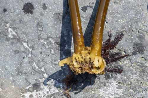 Saccharina dentigera