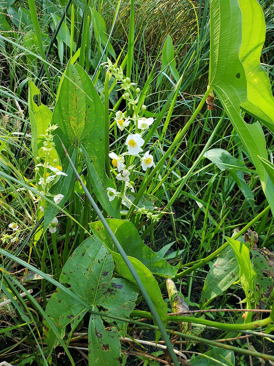 Sagittaria brevirostra