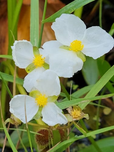 Sagittaria rigida