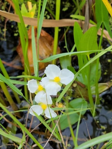 Sagittaria rigida
