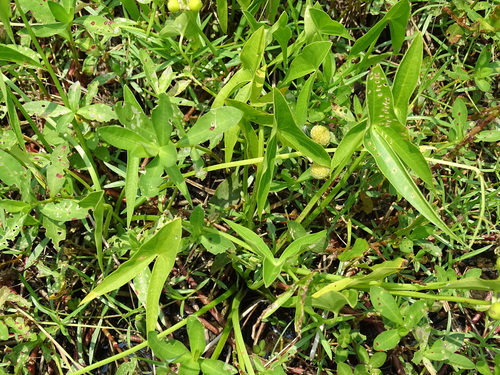 Sagittaria trifolia