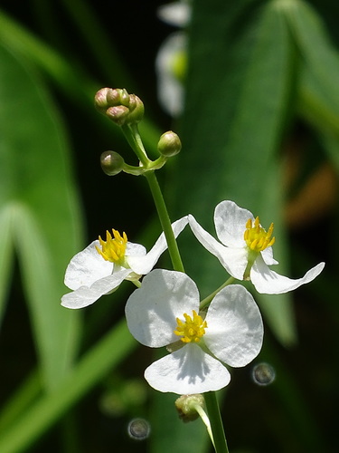 Sagittaria trifolia