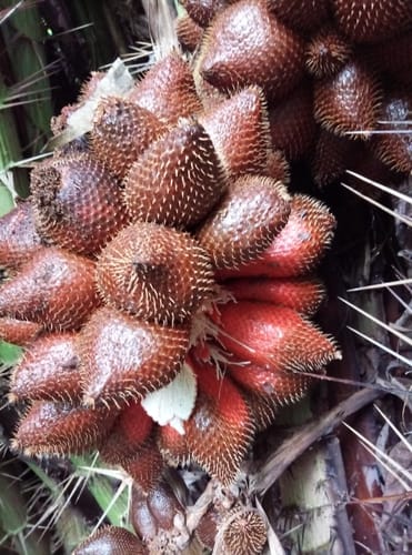 Salacca wallichiana