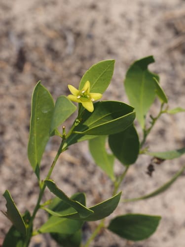 Salacia bussei