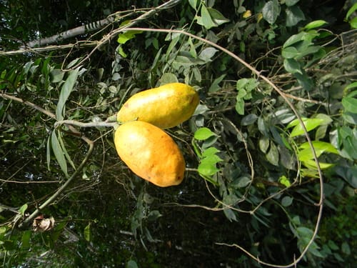 Salacia nitida