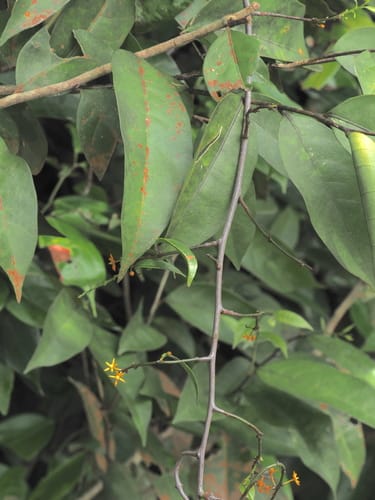 Salacia viminea