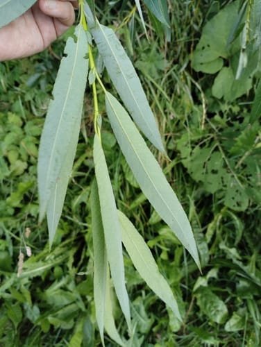 Salix acutifolia