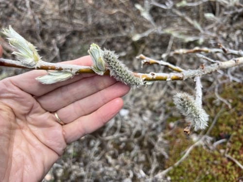 Salix alaxensis
