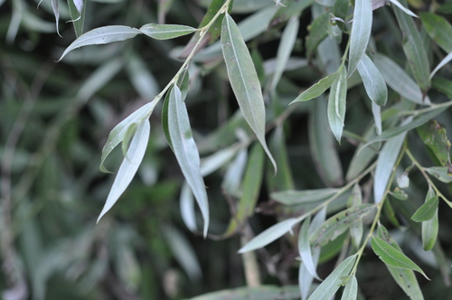 Salix alba subsp. caerulea