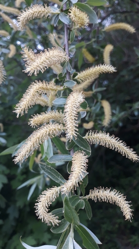 Salix alba