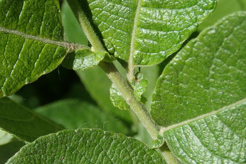 Salix appendiculata