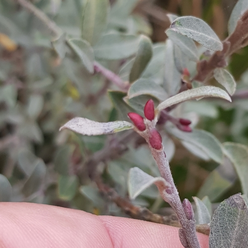 Salix arenaria