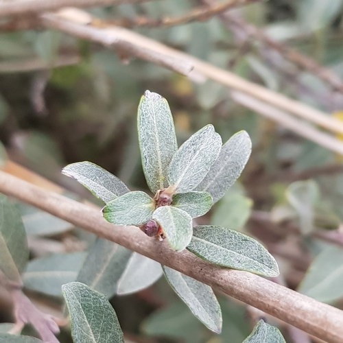 Salix arenaria