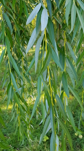 Salix babylonica