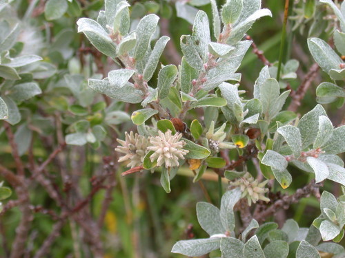 Salix brachycarpa