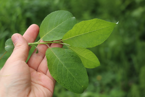 Salix caprea