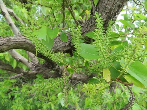 Salix chaenomeloides