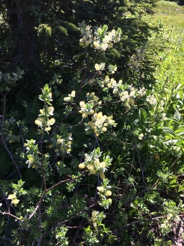Salix commutata