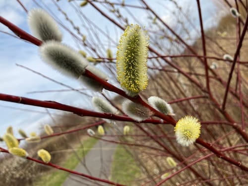 Salix daphnoides