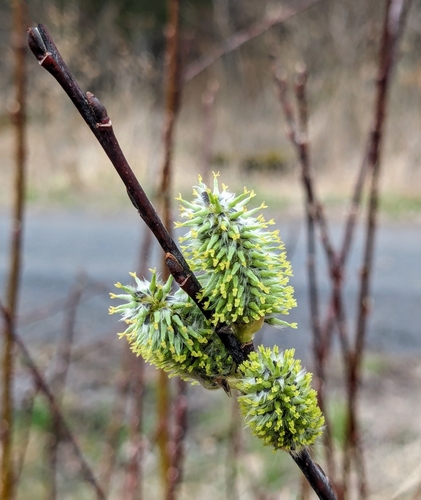 Salix discolor