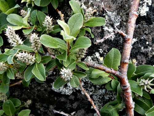 Salix glauca
