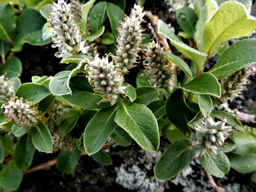 Salix glauca