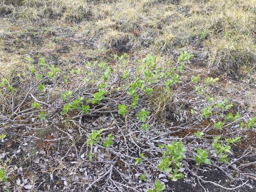 Salix lanata
