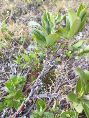 Salix lanata