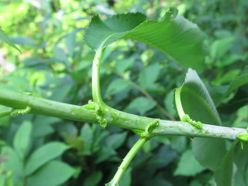 Salix nipponica