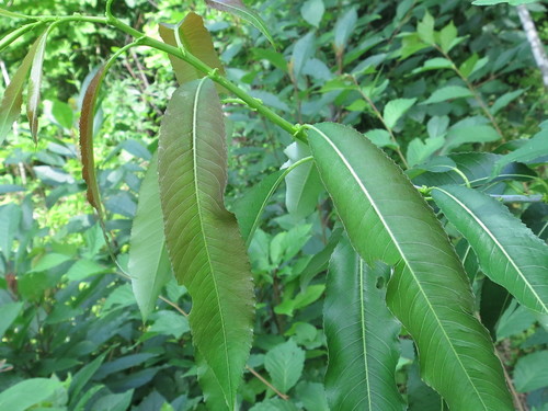 Salix nipponica