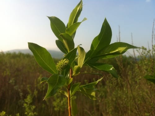 Salix pentandra