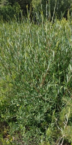 Salix purpurea