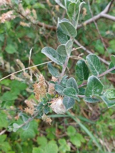 Salix repens