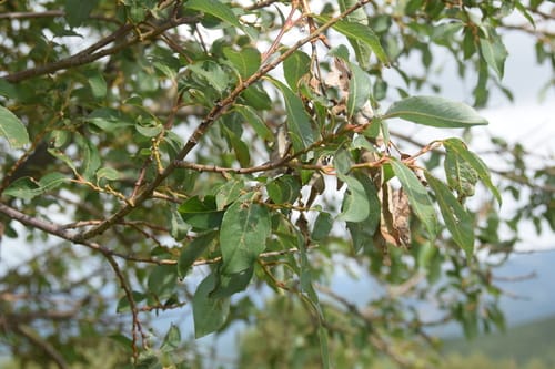 Salix sinica
