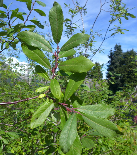 Salix sitchensis