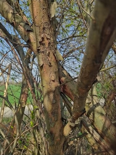 Salix triandra