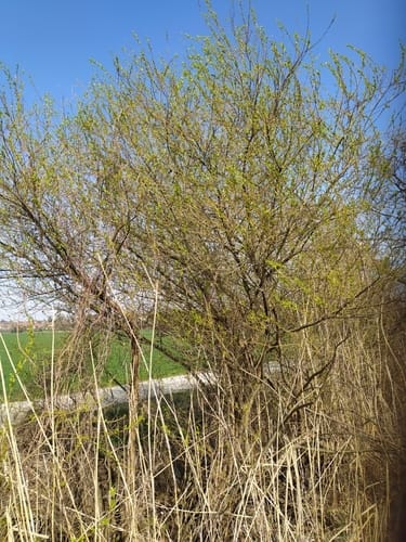 Salix triandra