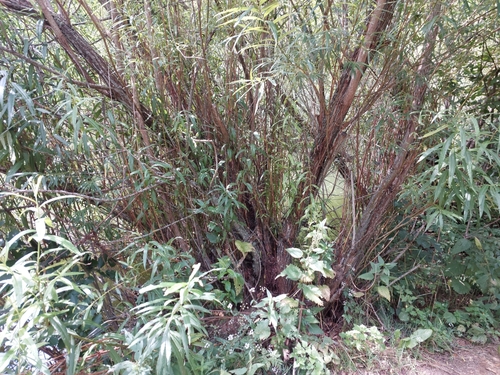 Salix viminalis