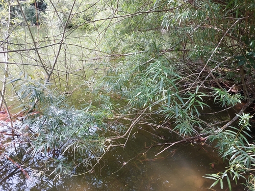 Salix viminalis