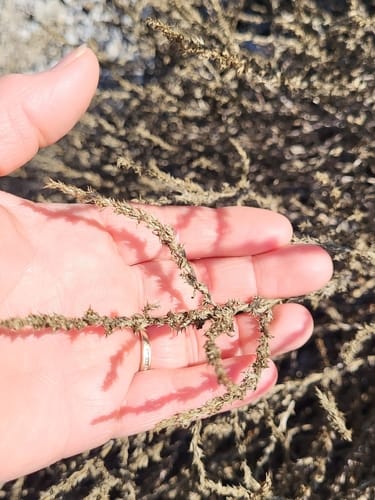 Salsola collina