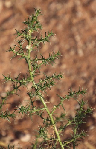 Salsola kali