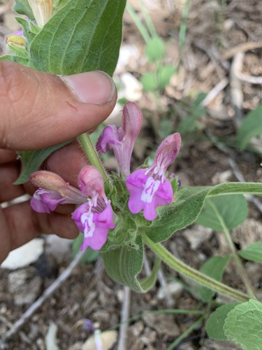 Salvia bracteata