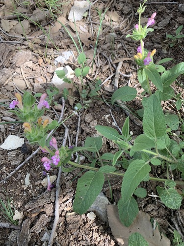 Salvia bracteata